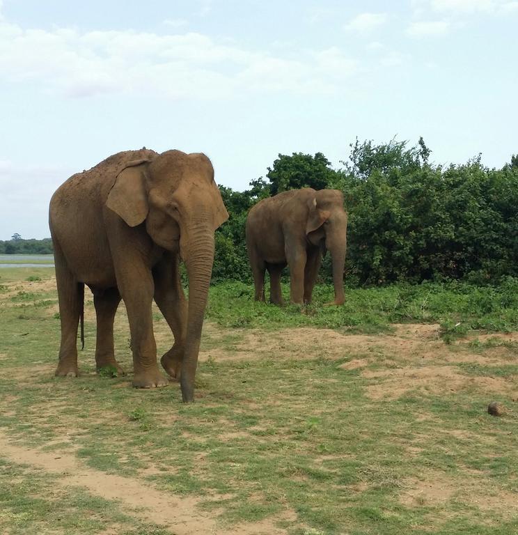 Brookline Safari Resort Udawalawe Eksteriør billede
